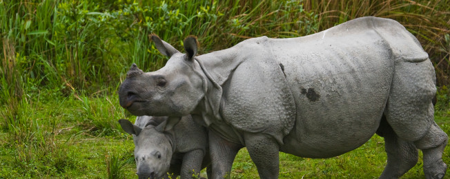 Saving the endangered one-horned rhino, one drone at a time